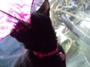 ファイル 1387-4.jpg