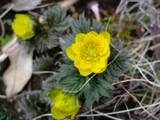 ファイル 1388-1.jpg