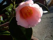 ファイル 1399-1.jpg