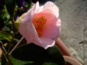 ファイル 1399-2.jpg