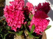 ファイル 1401-1.jpg