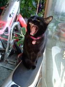 ファイル 1410-1.jpg