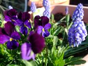 ファイル 1411-1.jpg