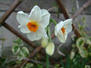 ファイル 1415-2.jpg