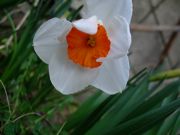 ファイル 1415-4.jpg