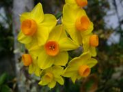 ファイル 1415-5.jpg