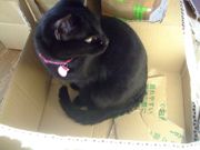 ファイル 1417-4.jpg