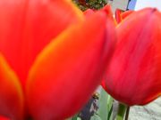 ファイル 1427-3.jpg