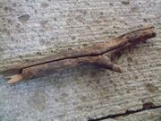 ファイル 1433-1.jpg