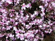 ファイル 1435-2.jpg