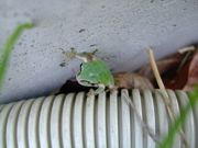 ファイル 1438-1.jpg