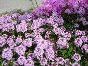 ファイル 1443-1.jpg