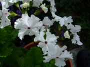 ファイル 1444-1.jpg