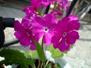 ファイル 1444-2.jpg