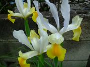 ファイル 1446-1.jpg