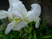 ファイル 1446-2.jpg