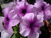 ファイル 1447-1.jpg