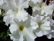 ファイル 1447-2.jpg