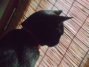 ファイル 1450-1.jpg