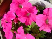 ファイル 1456-1.jpg