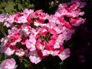 ファイル 1457-1.jpg