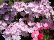 ファイル 1457-2.jpg