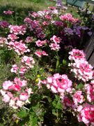 ファイル 1457-3.jpg