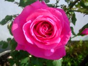 ファイル 1460-1.jpg