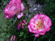 ファイル 1460-2.jpg