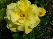 ファイル 1460-3.jpg