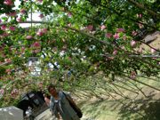 ファイル 1461-2.jpg