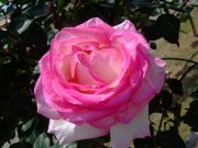 ファイル 1461-3.jpg