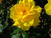 ファイル 1461-4.jpg