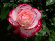 ファイル 1461-5.jpg