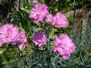 ファイル 1463-1.jpg