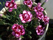 ファイル 1463-2.jpg