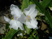 ファイル 1465-1.jpg