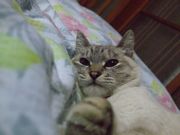 ファイル 1466-2.jpg