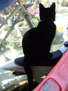 ファイル 1466-4.jpg