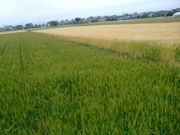 ファイル 1467-1.jpg