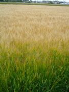 ファイル 1467-2.jpg