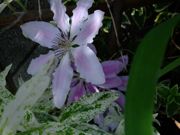 ファイル 1468-1.jpg