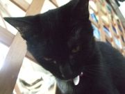 ファイル 1470-2.jpg