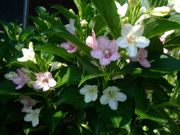 ファイル 1473-1.jpg