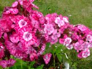 ファイル 1474-1.jpg