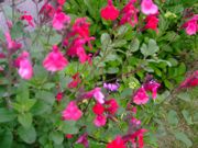 ファイル 1477-1.jpg