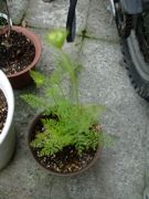 ファイル 1479-1.jpg