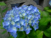 ファイル 1480-1.jpg