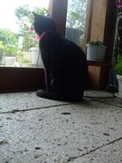 ファイル 1481-1.jpg