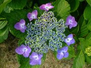 ファイル 1482-1.jpg